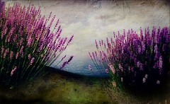 Tuscan Summer II