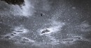 Snow Raven
