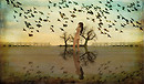The Birds