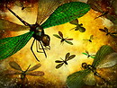 Dragons Fly