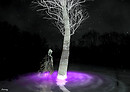 The Wishing Tree
