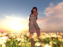 Sunset & Flowers