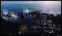 Canne