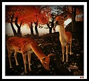 Oh Deer!