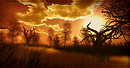 Golden Sunset