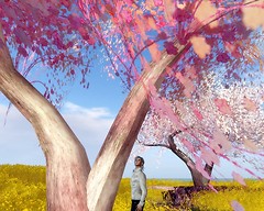 CherryBlossom1