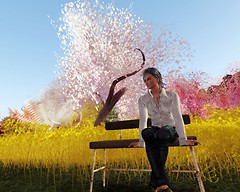 CherryBlossom2
