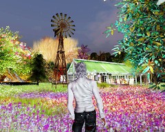 CherryBlossom3