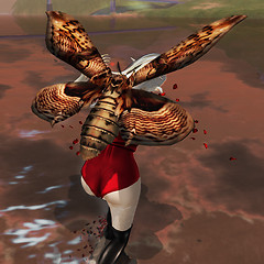 Moth