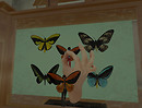 Snapshot_039