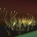 QT Twisted Divvr Grass & Fantasy Grass