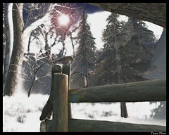 Snow bird