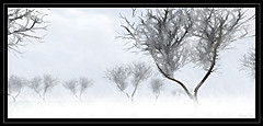 Frozen