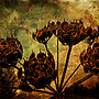 Hogweed