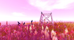 Annwn Willows - Just Visiting