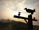 Avian Friends