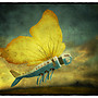 INSECT MECHANICS