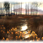 Annwn Willows 12