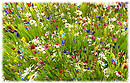 flowers again