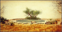 Pond Life