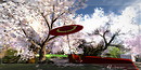 桜　~tanpopo~