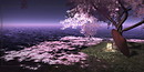 夜桜　~SwayLand~