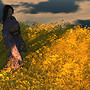 Shadows and Kimono