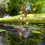 Jump in the water