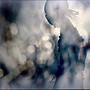 Crystal Silence