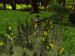 Relaxing in new flowers, Devis Garden (3)