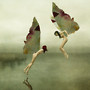 Come fly