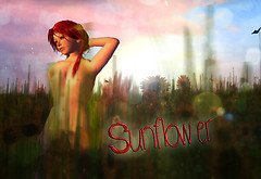 sun3