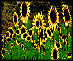 Ah! Sunflower by William Blake