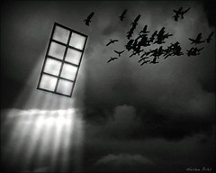 Window, Light and Birds