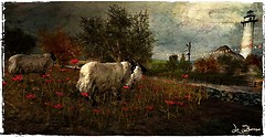 Sheeps and poppies