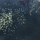 Bubbles & water dolphin bay ground level