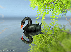 Black Swan