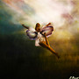 The final fight of a butterfly