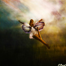 The final fight of a butterfly
