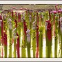 ... couLis sur fLamants roses ...
