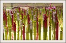 ... couLis sur fLamants roses ...