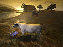 Rural Beauty