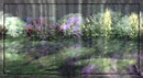 Hydrangeas