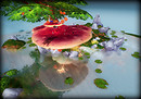 ...sPoRes...